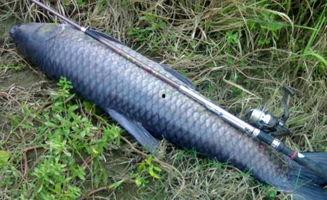 青鱼视频国产3,探索青春光影下的情感世界